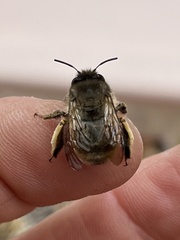 Anthophora villosula
