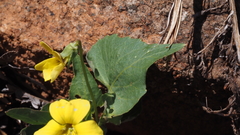 Viola lobata integrifolia
