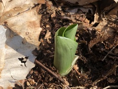 Platanthera orbiculata