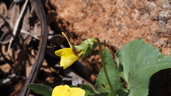 Viola lobata integrifolia