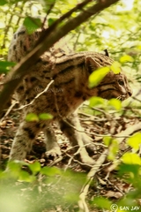 Prionailurus viverrinus