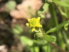 Ranunculus micranthus