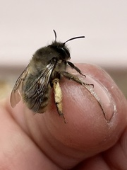 Anthophora villosula