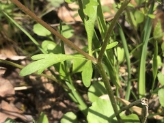 Ranunculus micranthus
