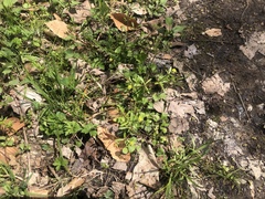 Ranunculus micranthus