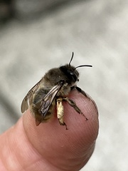 Anthophora villosula