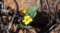 Viola lobata integrifolia
