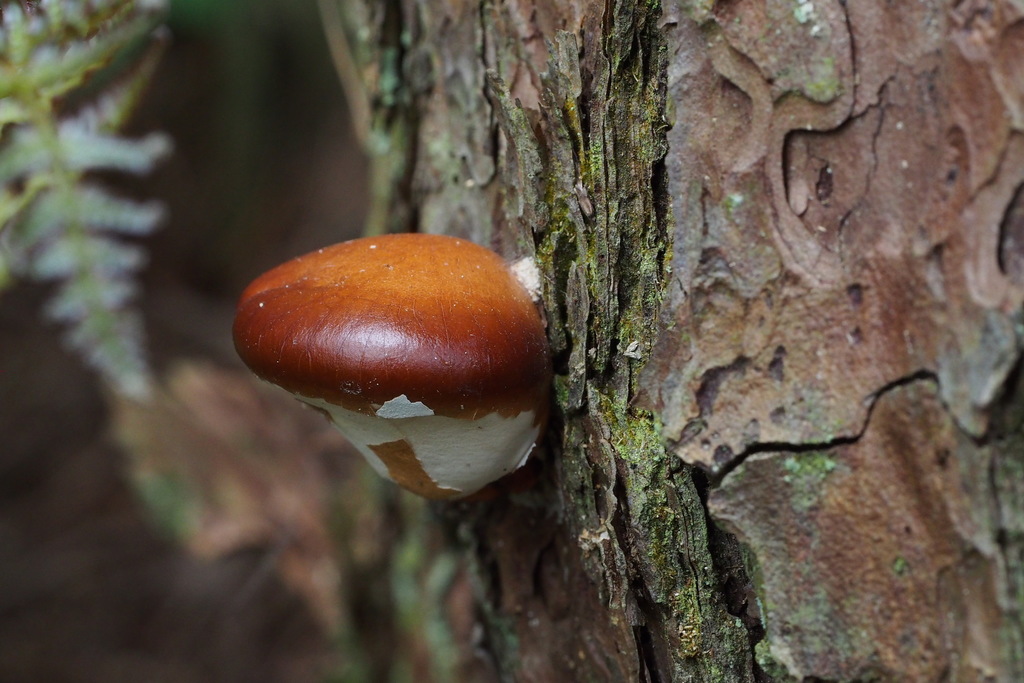 Cryptoporus volvatus · May 2015 · photo: © harumkoh (iNaturalist, cc-by)