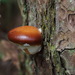 Cryptoporus volvatus