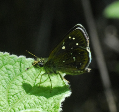 Piruna microsticta