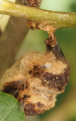 Neuroterus quercicola