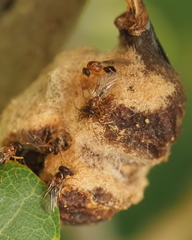 Neuroterus quercicola