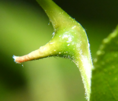 Phylloxera perniciosa