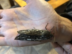 Abantiades atripalpis