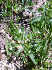 Myosotis verna