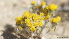 Eriophyllum pringlei