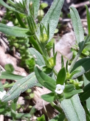 Myosotis verna