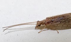 Micromus variolosus