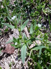 Myosotis verna