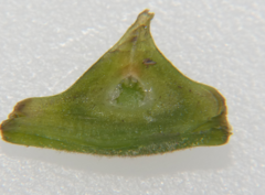 Phylloxera perniciosa