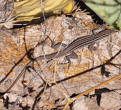 Aspidoscelis exsanguis