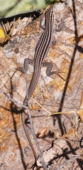 Aspidoscelis exsanguis