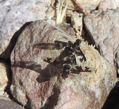 Exoprosopa caliptera