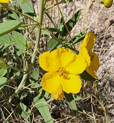 Senna roemeriana