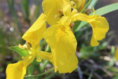 Iris pseudacorus