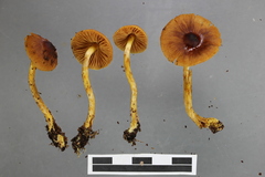 Cortinarius castaneodiscus