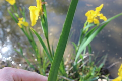 Iris pseudacorus