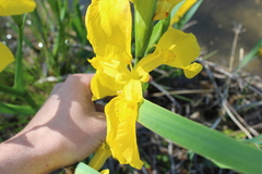 Iris pseudacorus