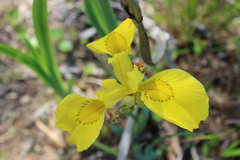 Iris pseudacorus