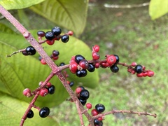 Miconia impetiolaris