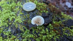 Crepidotus brunswickianus