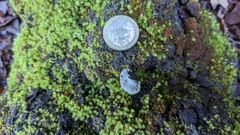 Crepidotus brunswickianus