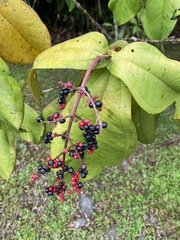 Miconia impetiolaris