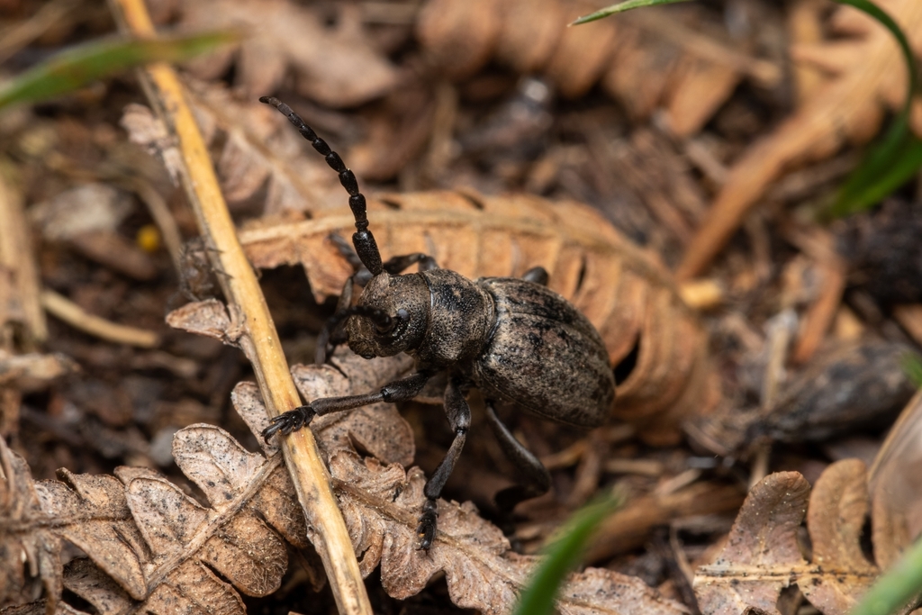 Iberodorcadion marmottani