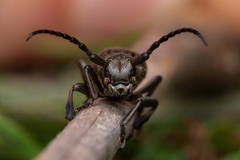 Dorcadion marmottani