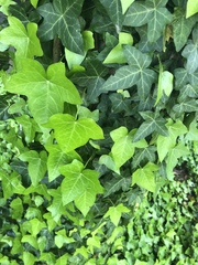 Hedera