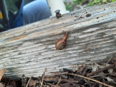 Bradybaena similaris