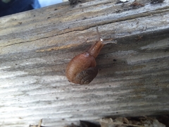 Bradybaena similaris