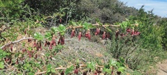 Ribes roezlii roezlii
