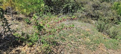 Ribes roezlii roezlii
