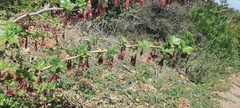 Ribes roezlii roezlii