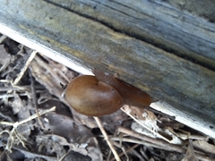 Bradybaena similaris