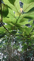Ficus erecta beecheyana