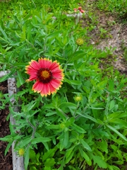 Gaillardia pulchella