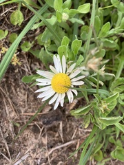Aphanostephus