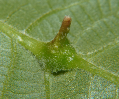 Phylloxera perniciosa